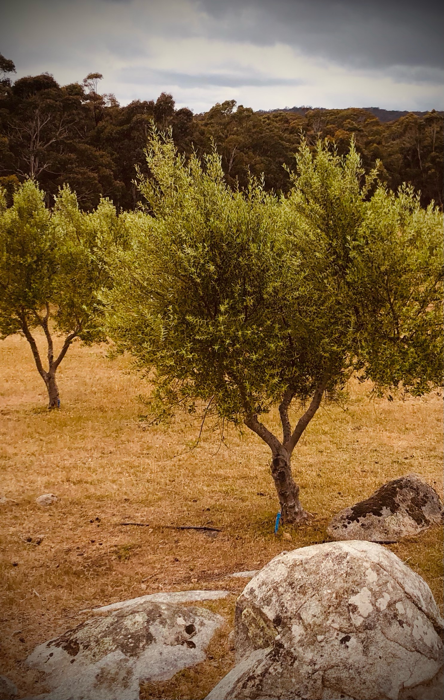Hand-picked olives on the branch at the Leap of Faith grove